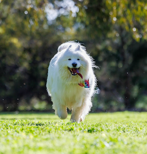 Alfie – Chief Stress Management Officer
